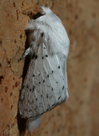 Dot-lined White